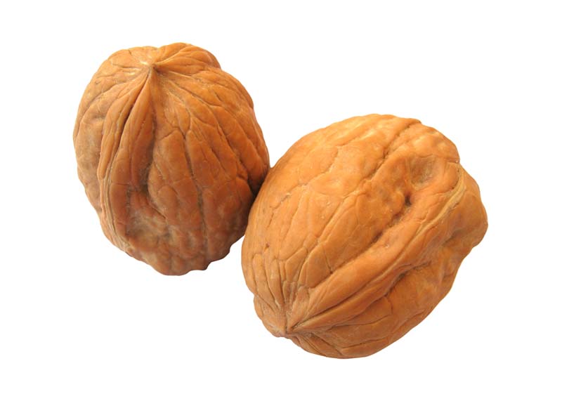 دانلود طرح دو عدد گردو