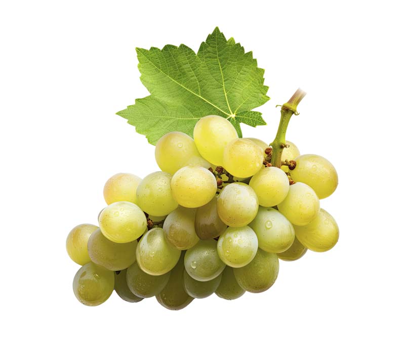 طرح دوربری شده انگور تازه