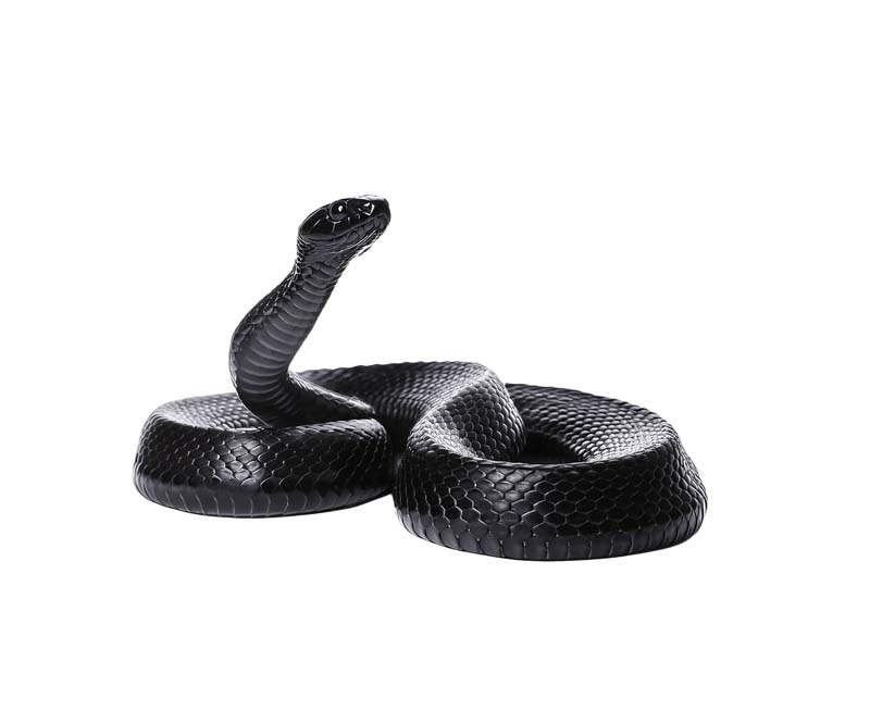طرح دوربری شده از مار مشکی