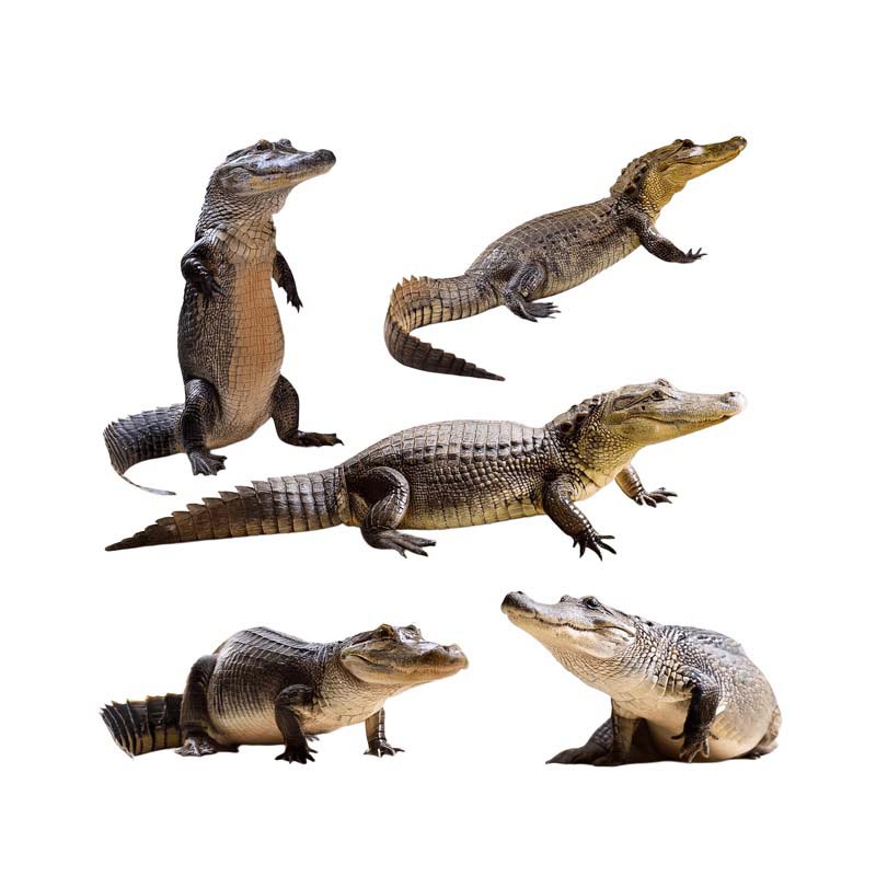 طرح دوربری شده از پنج کروکودیل 