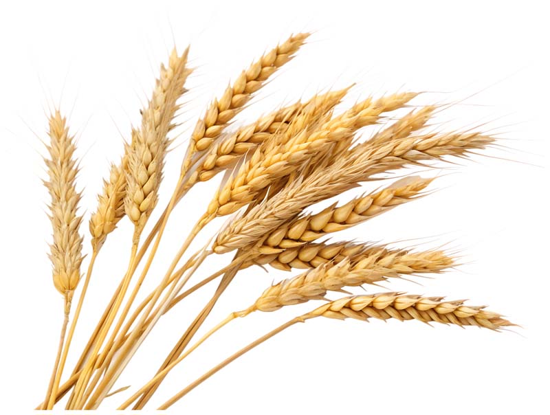 طرح دوربری شده از خوشه های گندم طلایی