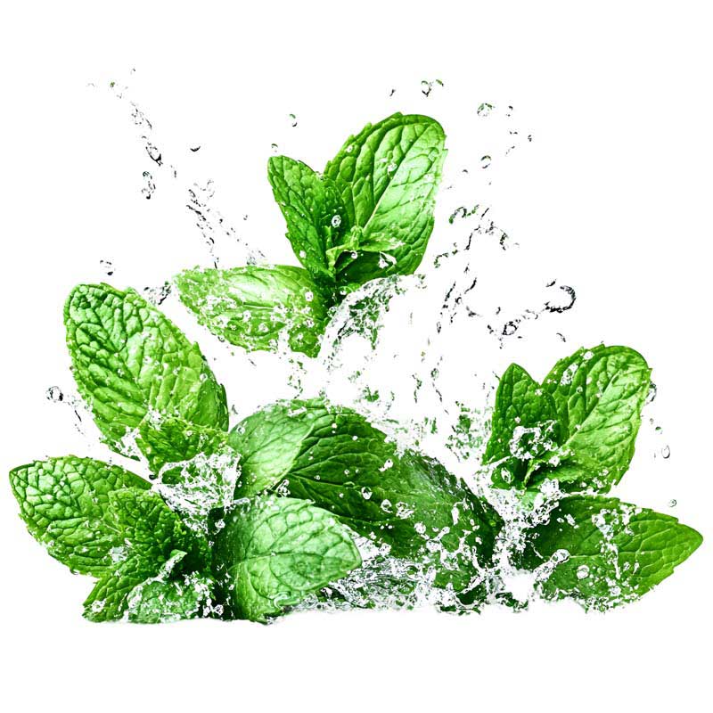 دانلود طرح باکیفیت برگ نعنا