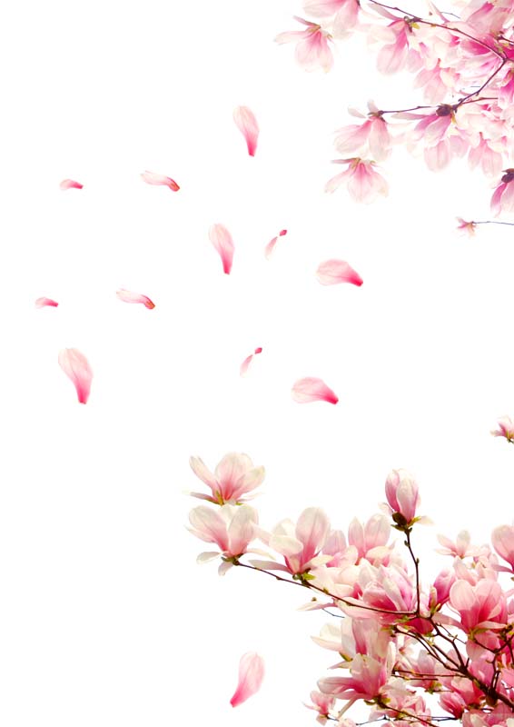 طرح شکوفه های بهاری با کیفیت بالا