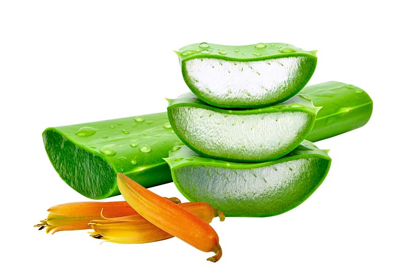 دانلود طرح گیاه آلوئه ورا برش خورده