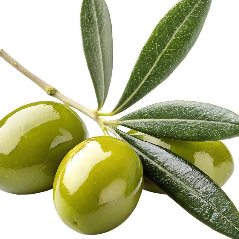 دانلود طرح شاخه زیتون