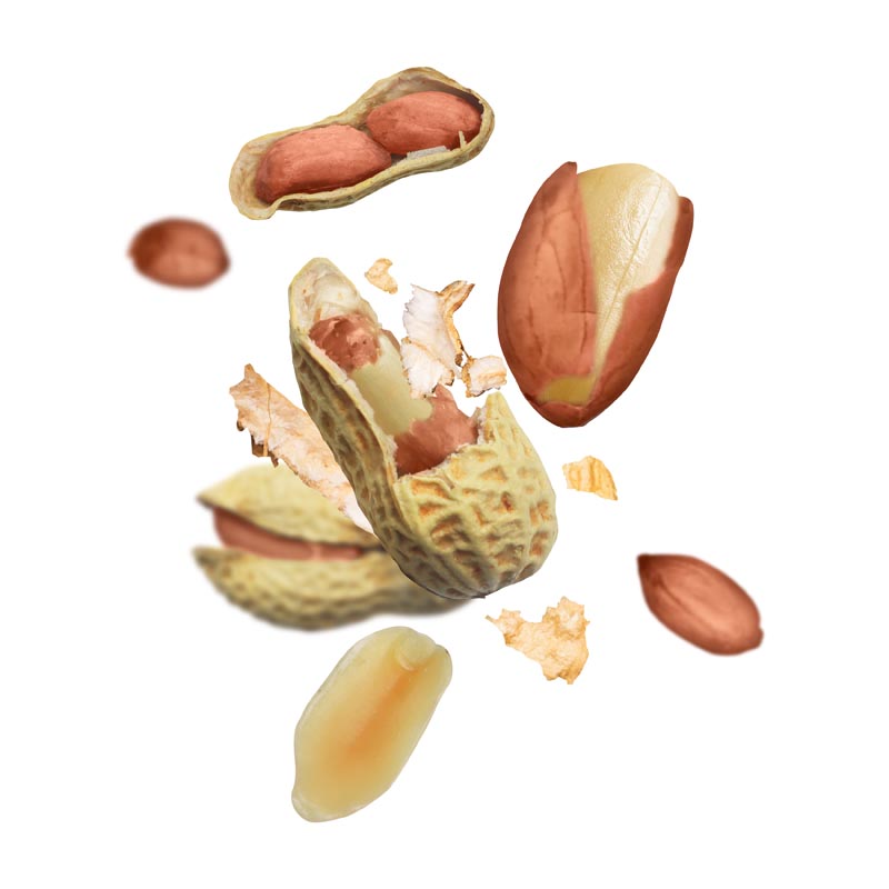 دانلود طرح بادام زمینی