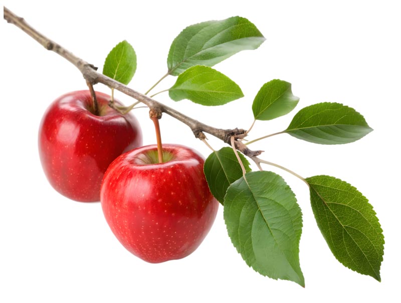 دانلود طرح دو عدد سیب سرخ روی شاخه