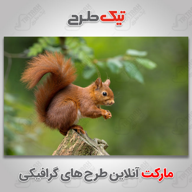 عکس با کیفیت سنجاب قهوه ای