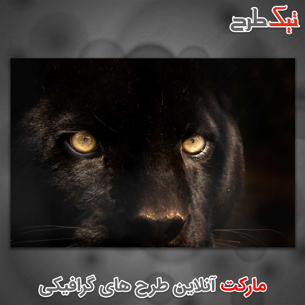 دانلود عکس با کیفیت پلنگ سیاه