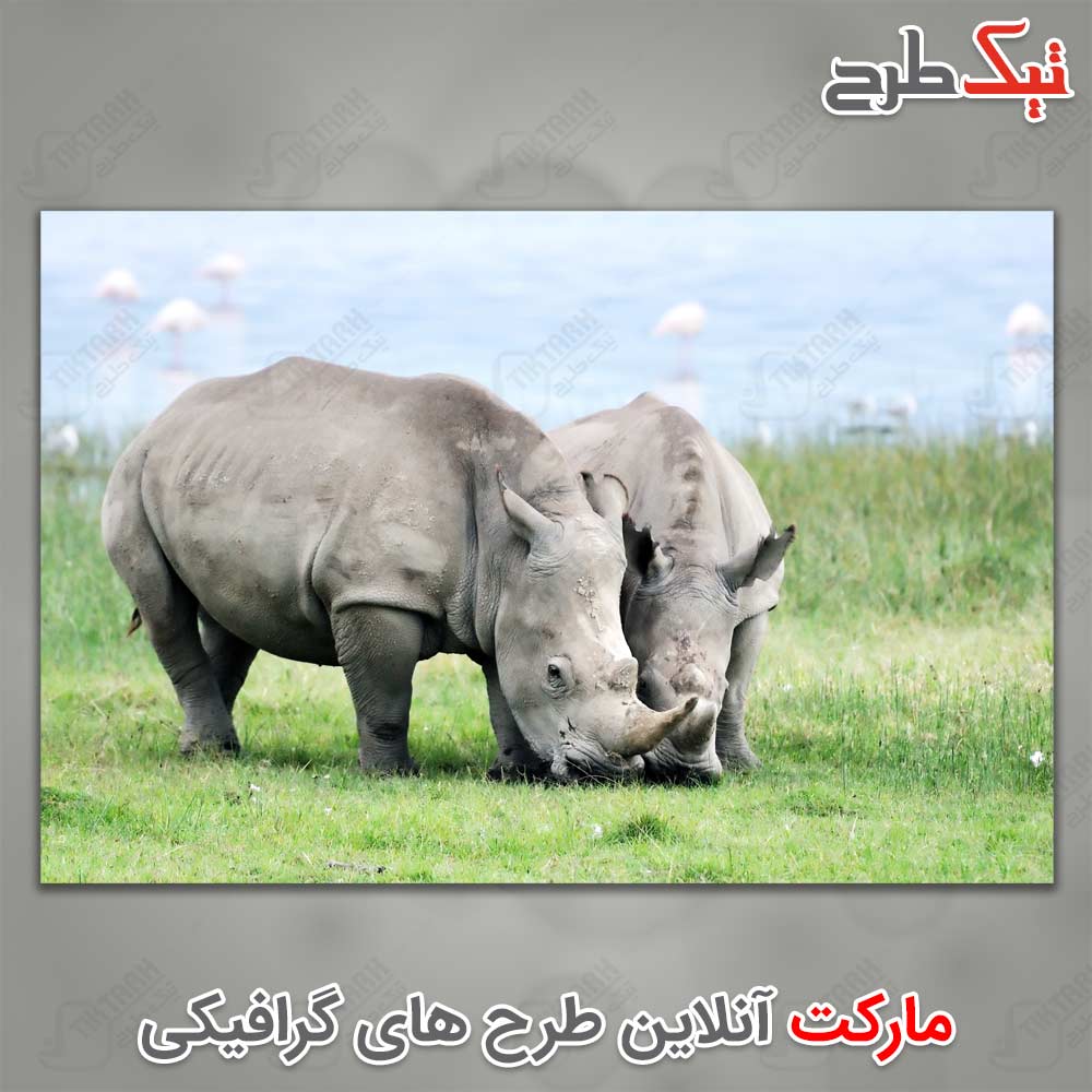 دانلود عکس لارج فرمت کرگدن