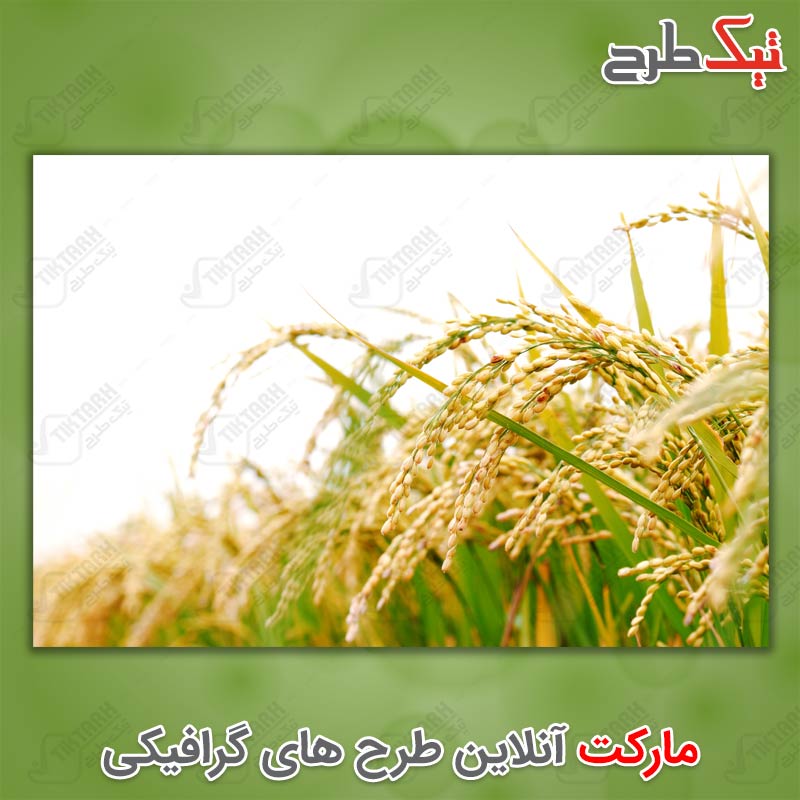 دانلود عکس با کیفیت خوشه های برنج