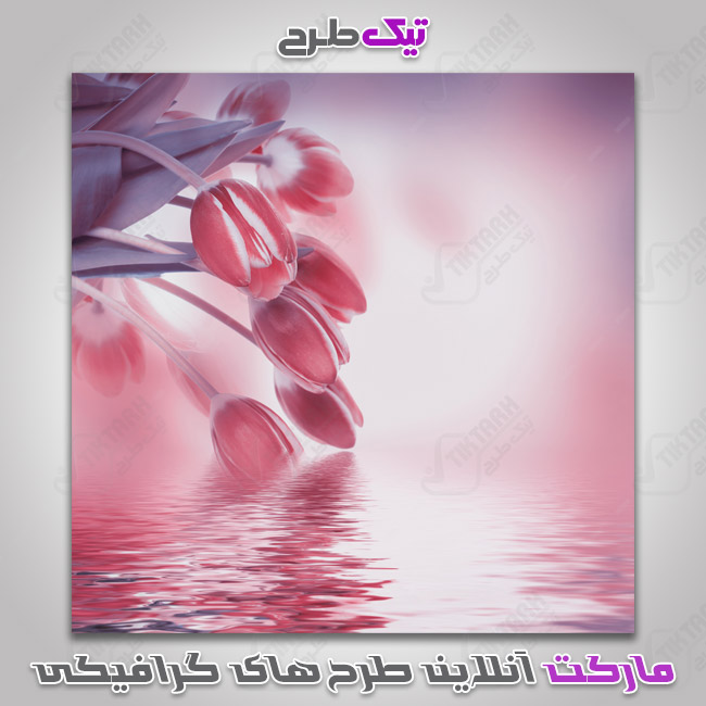 دانلود عکس گرافیکی گل لاله