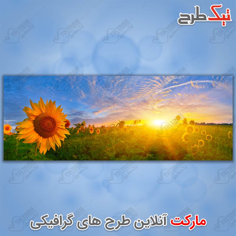 عکس با کیفیت گل آفتاب گردان در غروب آفتاب