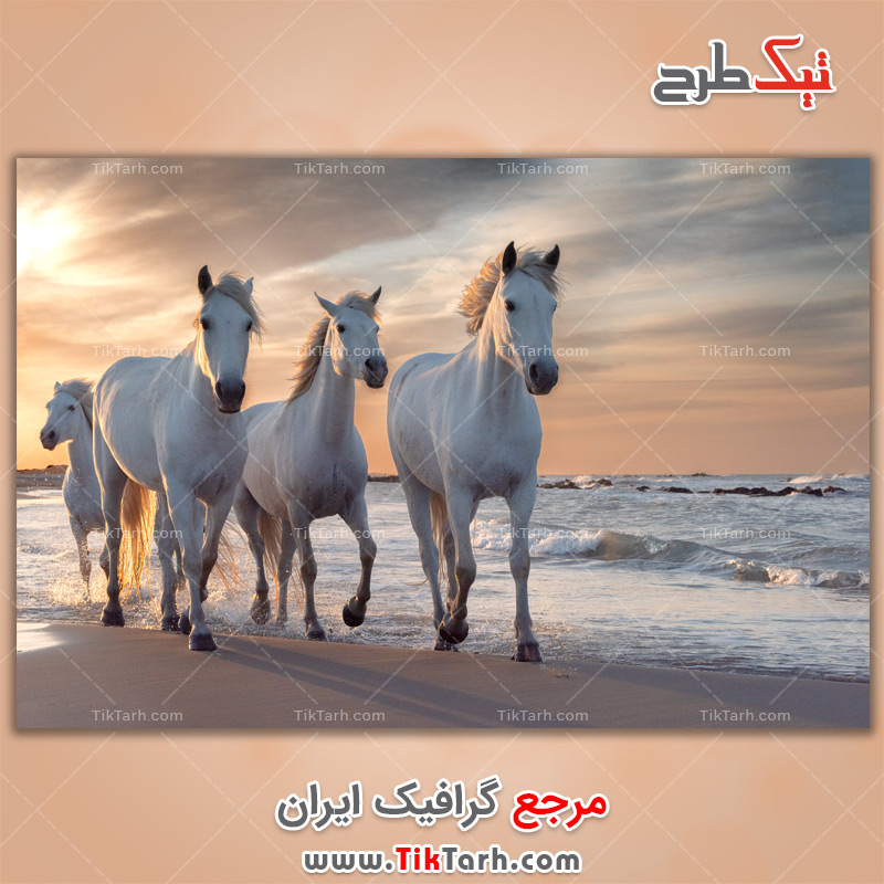 دانلود عکس لارج فرمت اسب ها کنار ساحل