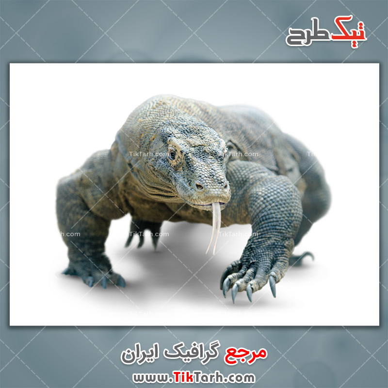 دانلود عکس لارج فرمت نمای روبروی اژدهای کومودو