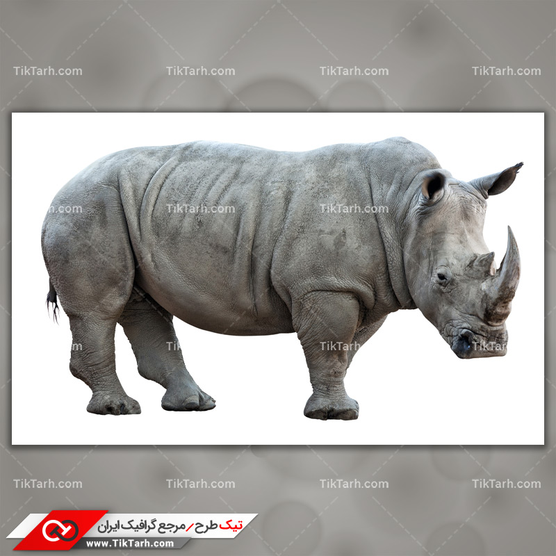 دانلود عکس با کیفیت کرگدن