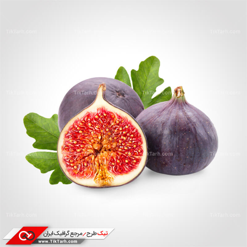 دانلود طرح لایه باز انجیر سیاه
