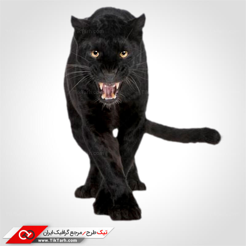 دانلود طرح لایه باز گربه وحشی سیاه
