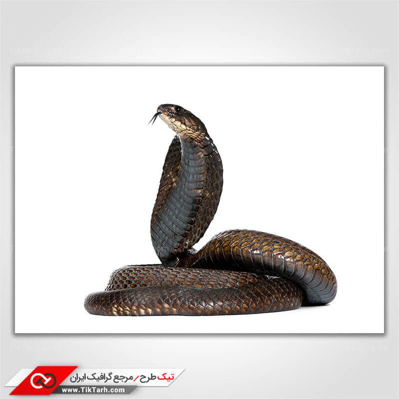 دانلود تصویر با کیفیت مار کبری