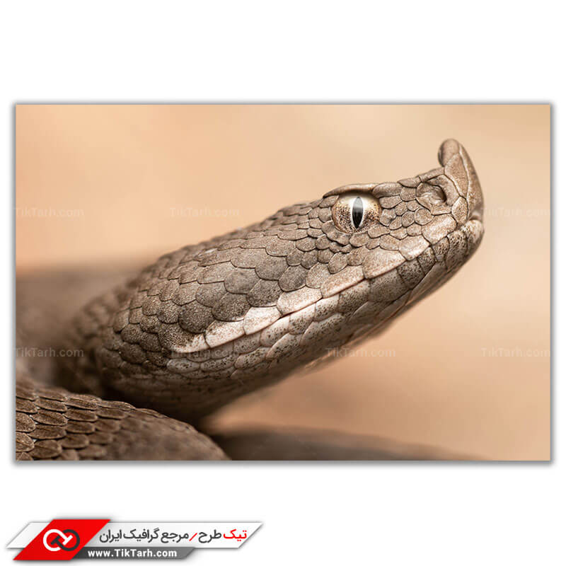 تصویر با کیفیت مار خاکی رنگ