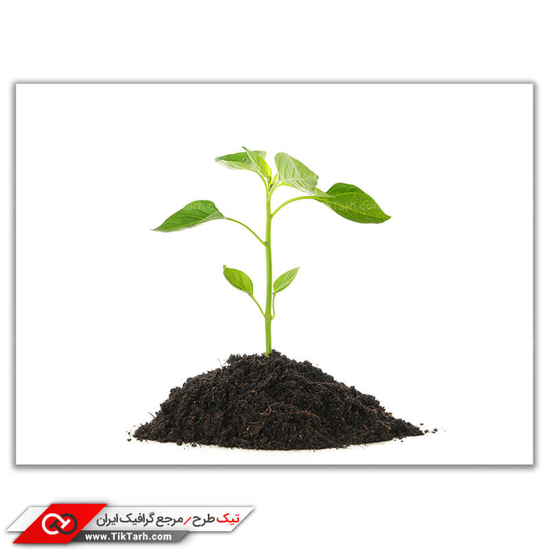 دانلود تصویر باکیفیت جوانه گیاه