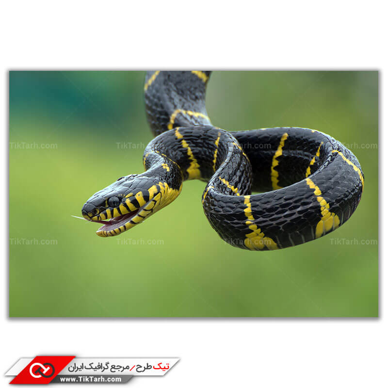 دانلود تصویر باکیفیت مار مشکی و زرد