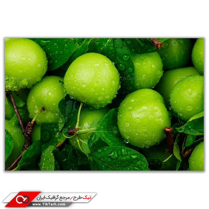 دانلود عکس بسیار باکیفیت از گوجه سبز