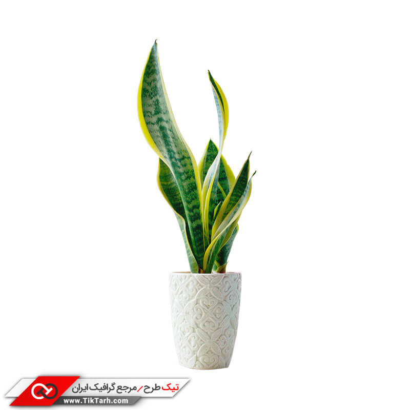 دانلود طرح گرافیکی گلدان سانسوریا