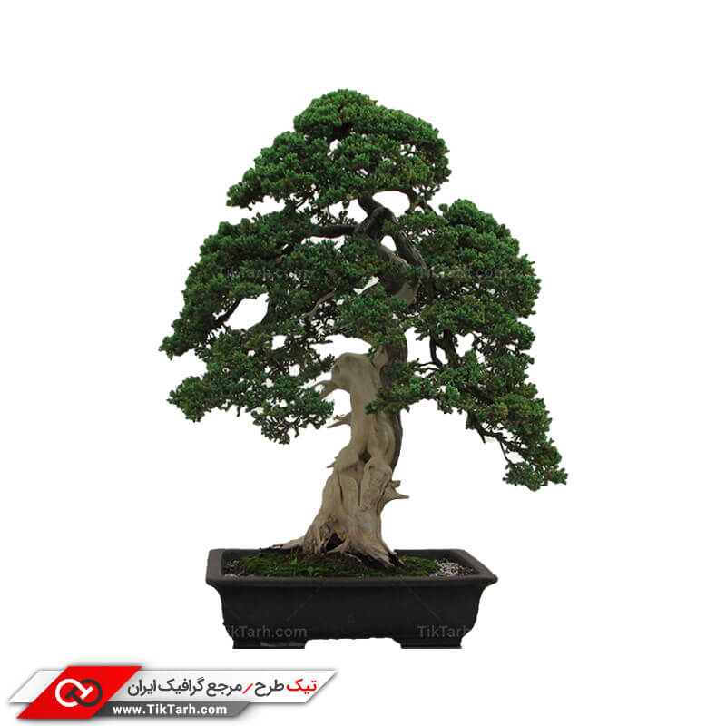 دانلود طرح گرافیکی درخت بونسای