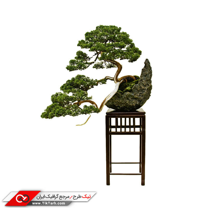 دانلود طرح درخت بونسای