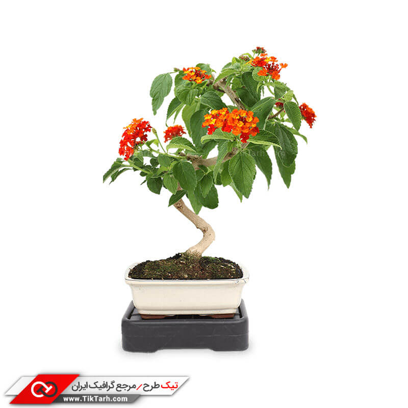 دانلود طرح گرافیکی گلدان گل