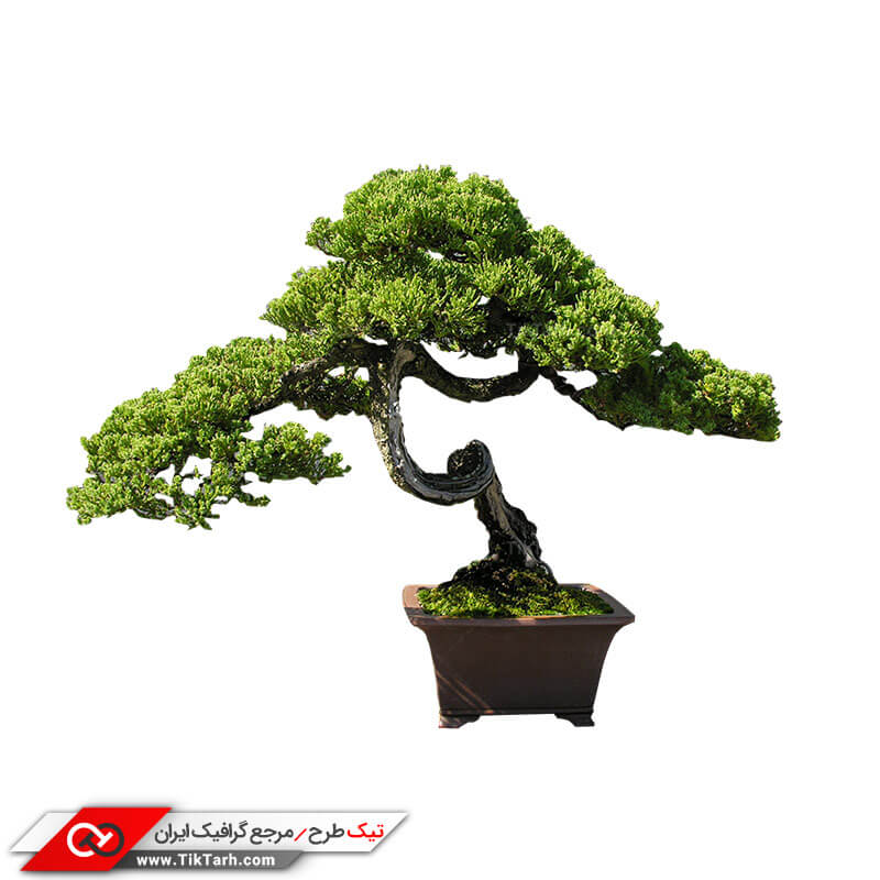 دانلود طرح درختچه بونسای