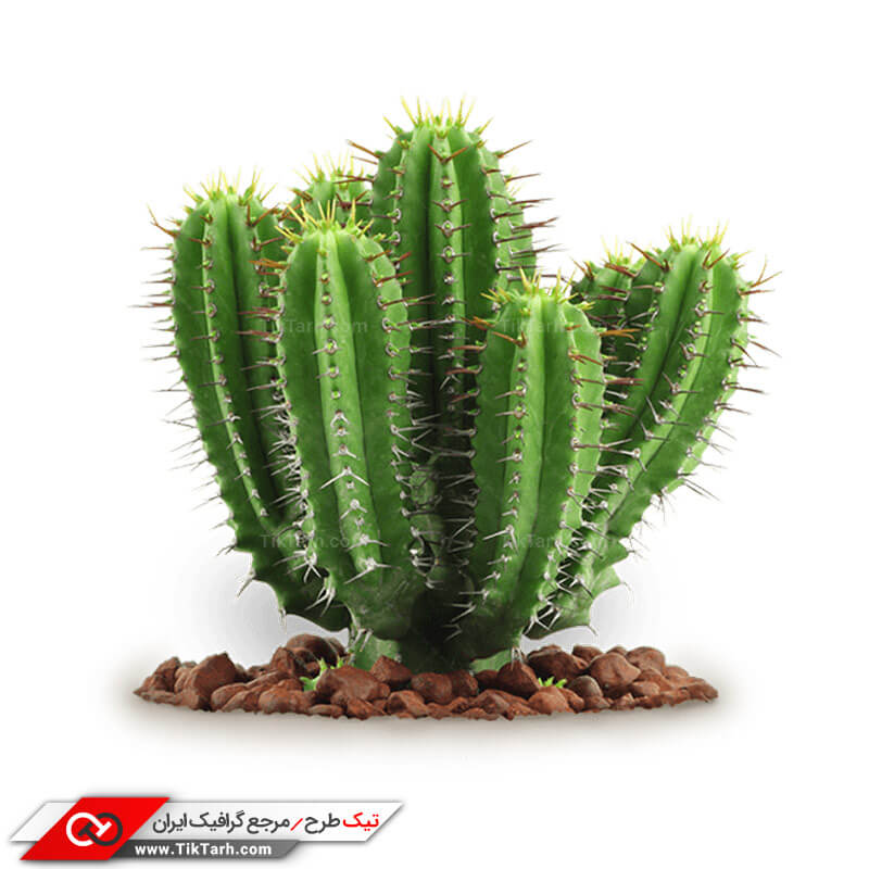 دانلود طرح گرافیکی کاکتوس