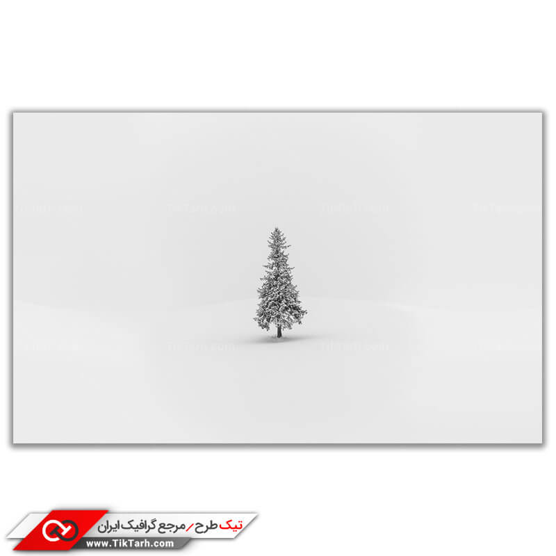 تصویر باکیفیت درخت کاج در برف