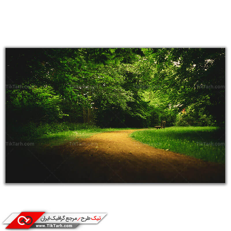 تصویر باکیفیت راه خاکی جنگلی