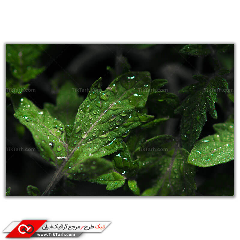دانلود عکس باکیفیت شبنم روی برگ گیاه