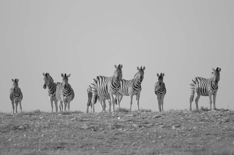 تصویر باکیفیت گورخر ها