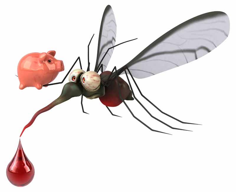 عکس باکیفیت کارتونی پشه و قلک خوک