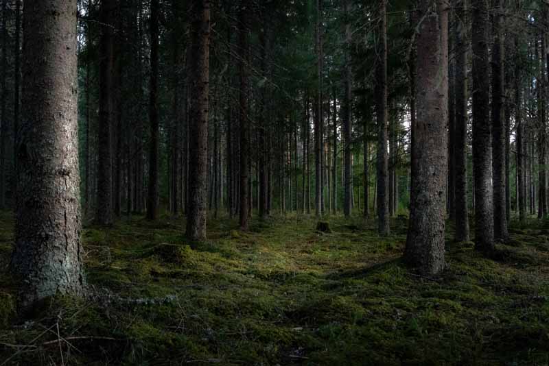 دانلود تصویر باکیفیت از جنگ زیبا با درختان سبز