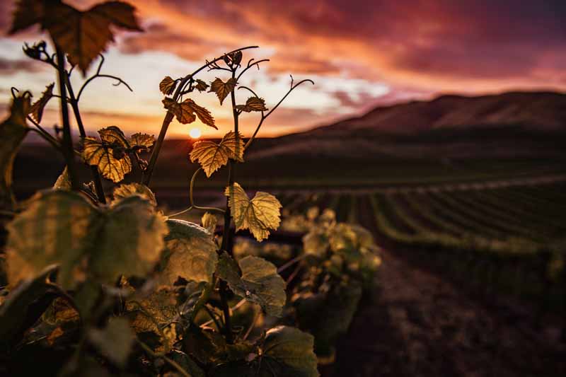 تصویر باکیفیت برگ های سبز انگور