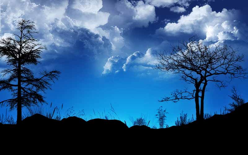 تصویر باکیفیت از درخت خشک و آسمان آبی