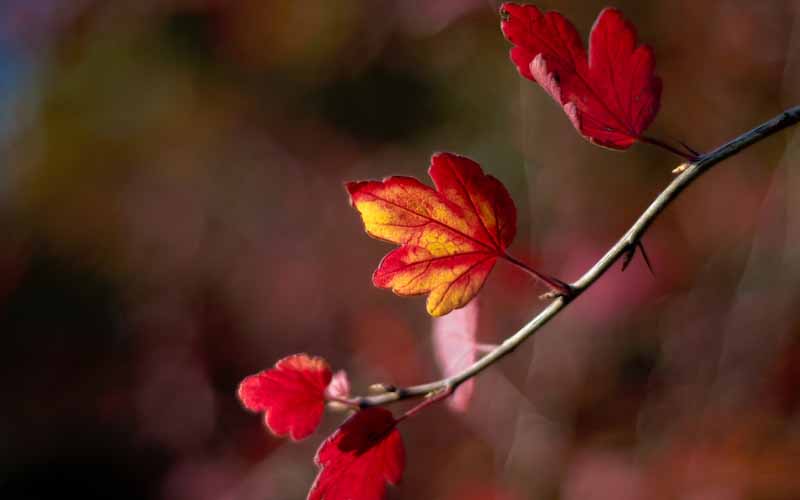 تصویر باکیفیت برگ سرخ جوان گیاه