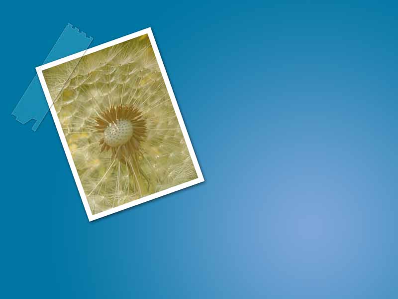 دانلود عکس پس زمینه با تصویر قاصدک