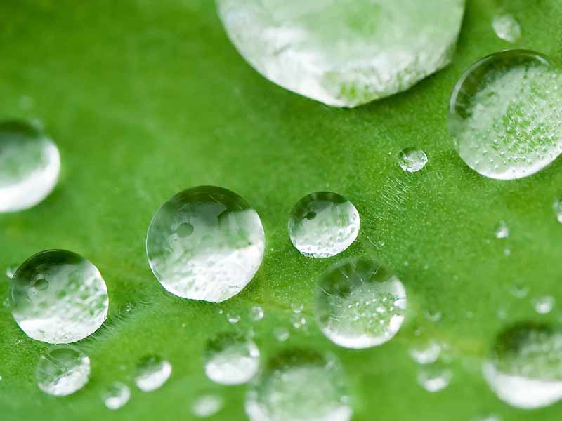 عکس قطرات شبنم روی برگ