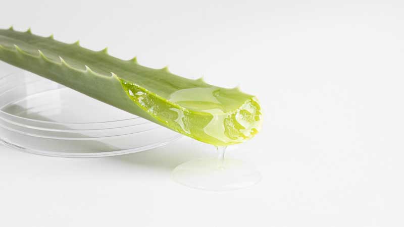 دانلود عکس گیاه آلوئه ورا
