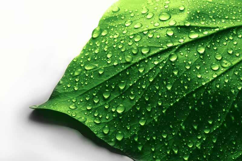 عکس قطرات آب روی برگ