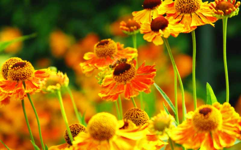 عکس دشت گل های نارنجی و زرد