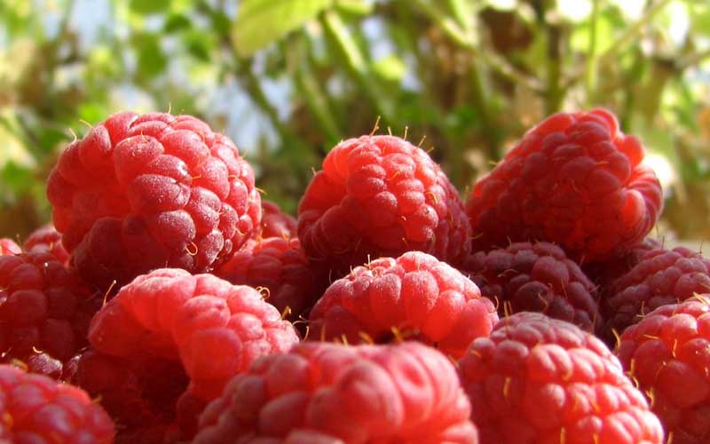 تصویر تمشک ها از نمای نزدیک