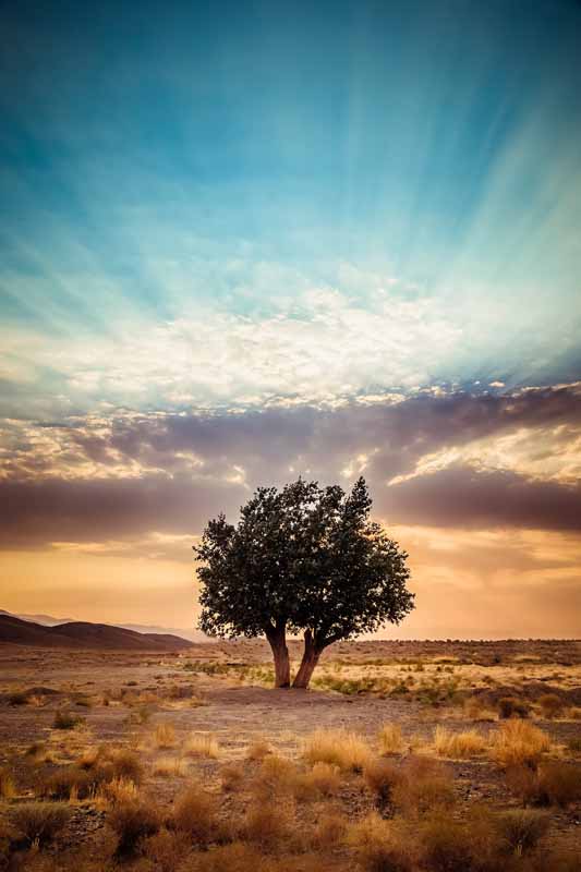 تصویر درختی در وسط بیابان