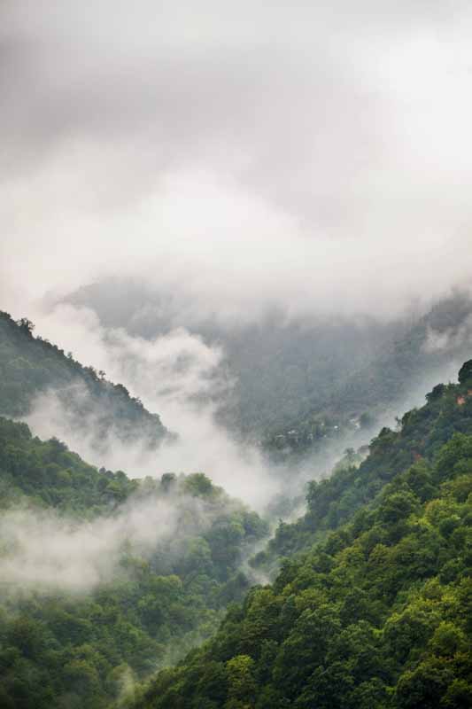 تصویر جنگل های مه آلود شمال ایران